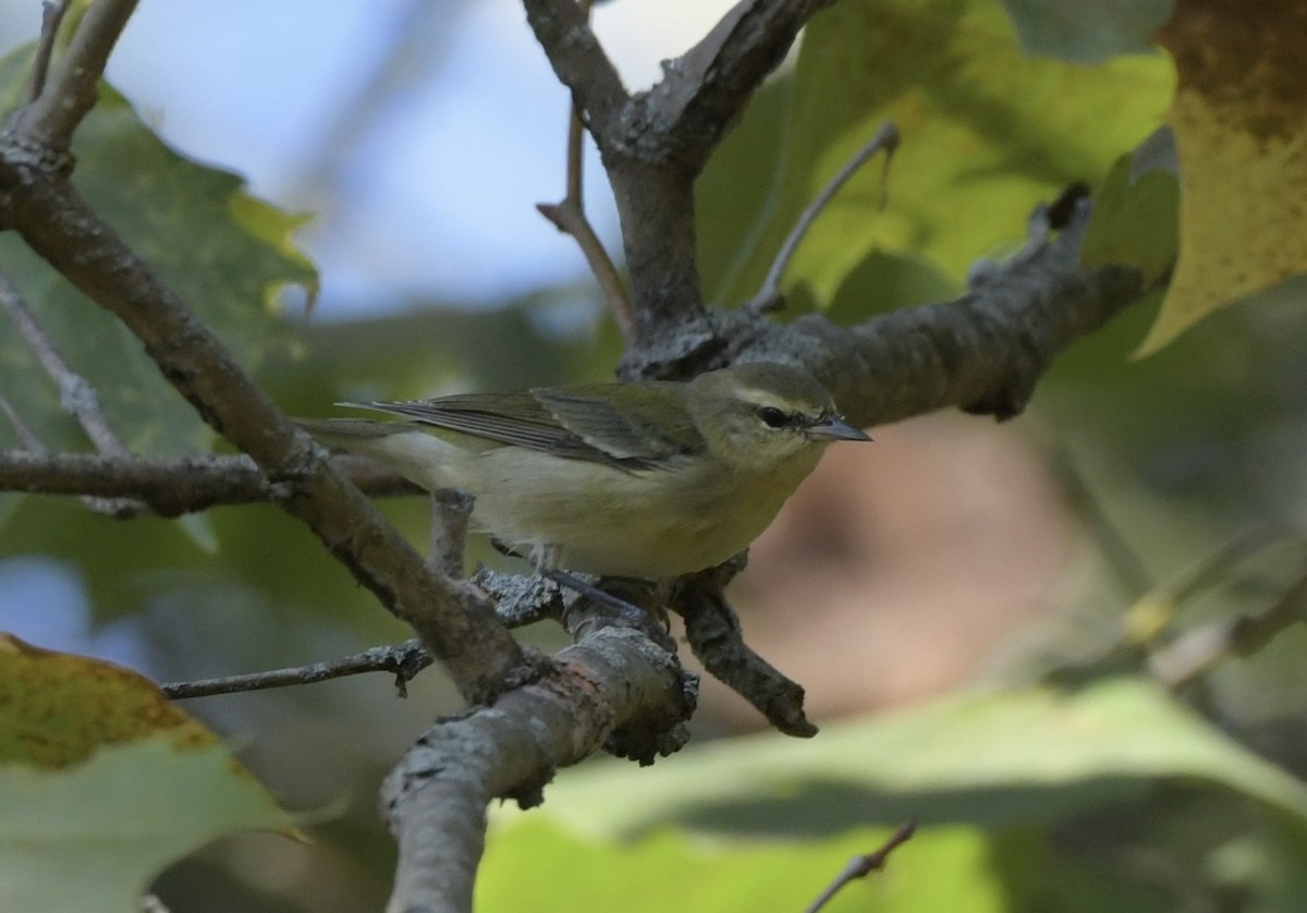 Tennessee Warbler - ML623984827