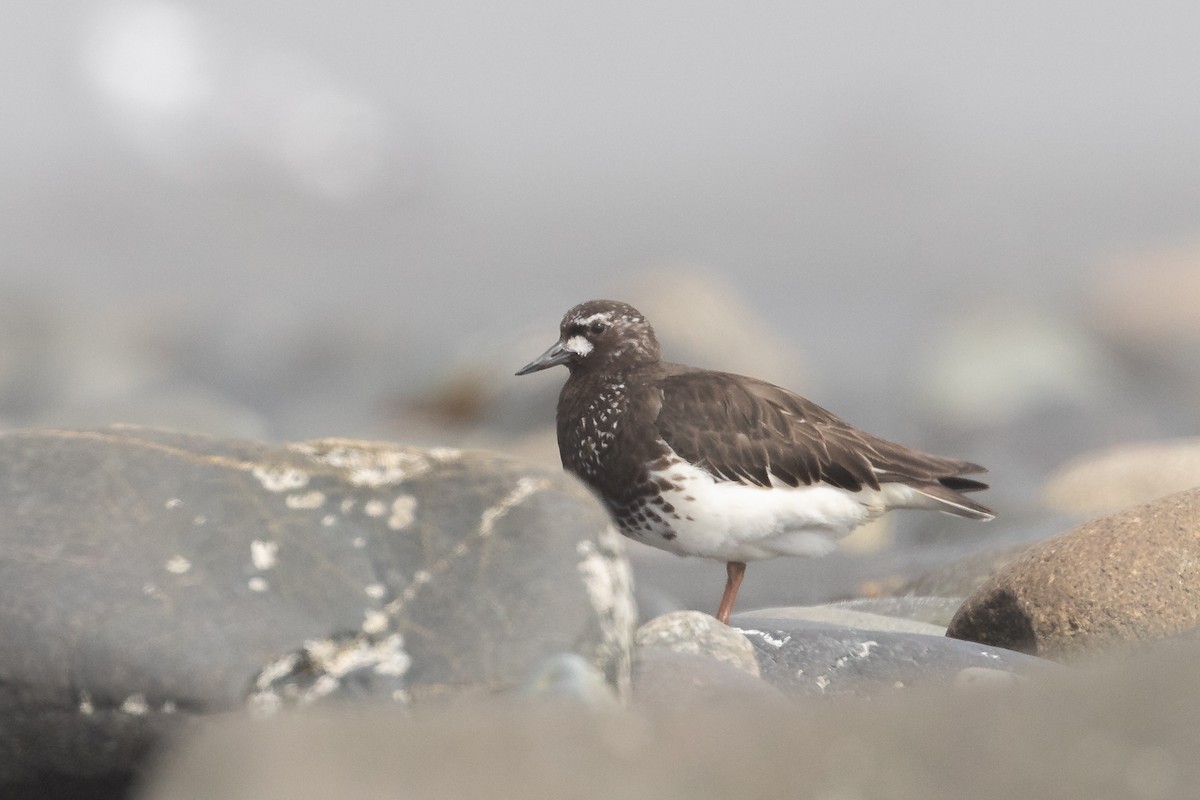 Black Turnstone - ML623984832