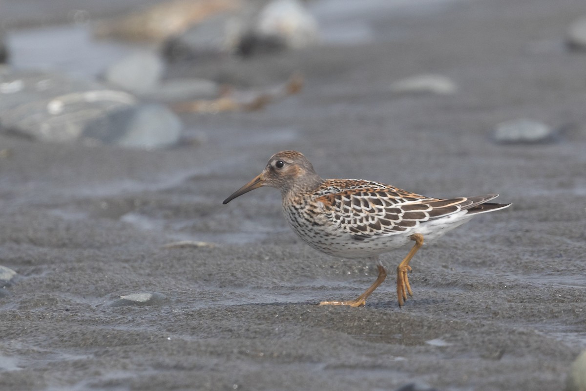 Rock Sandpiper - ML623984841