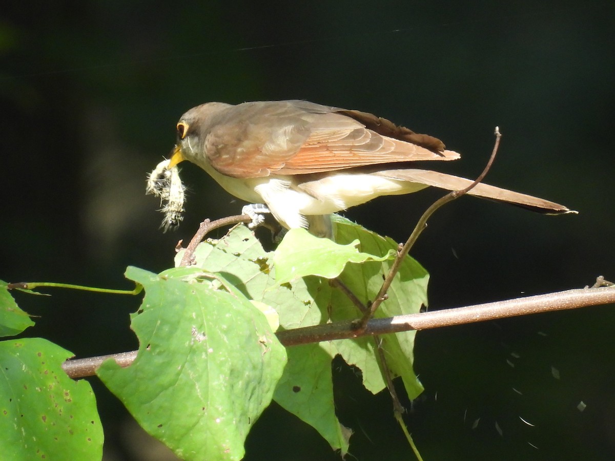 Yellow-billed Cuckoo - ML623984844