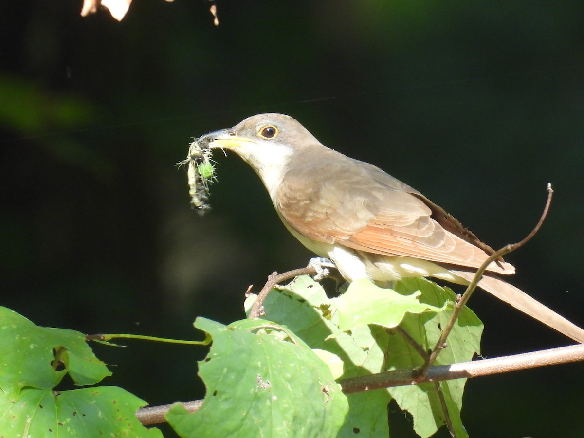 Yellow-billed Cuckoo - ML623984855