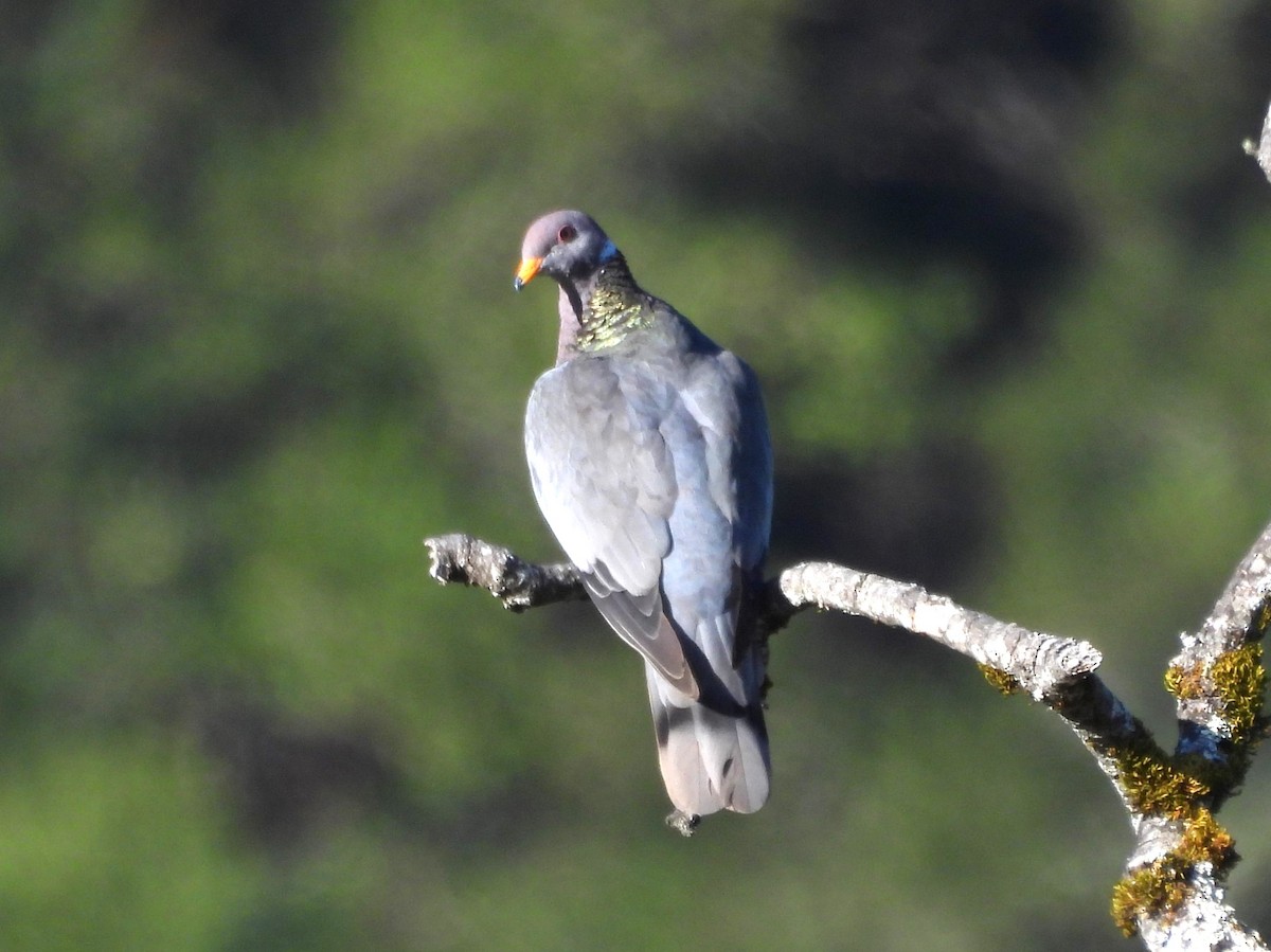 Band-tailed Pigeon - ML623984858