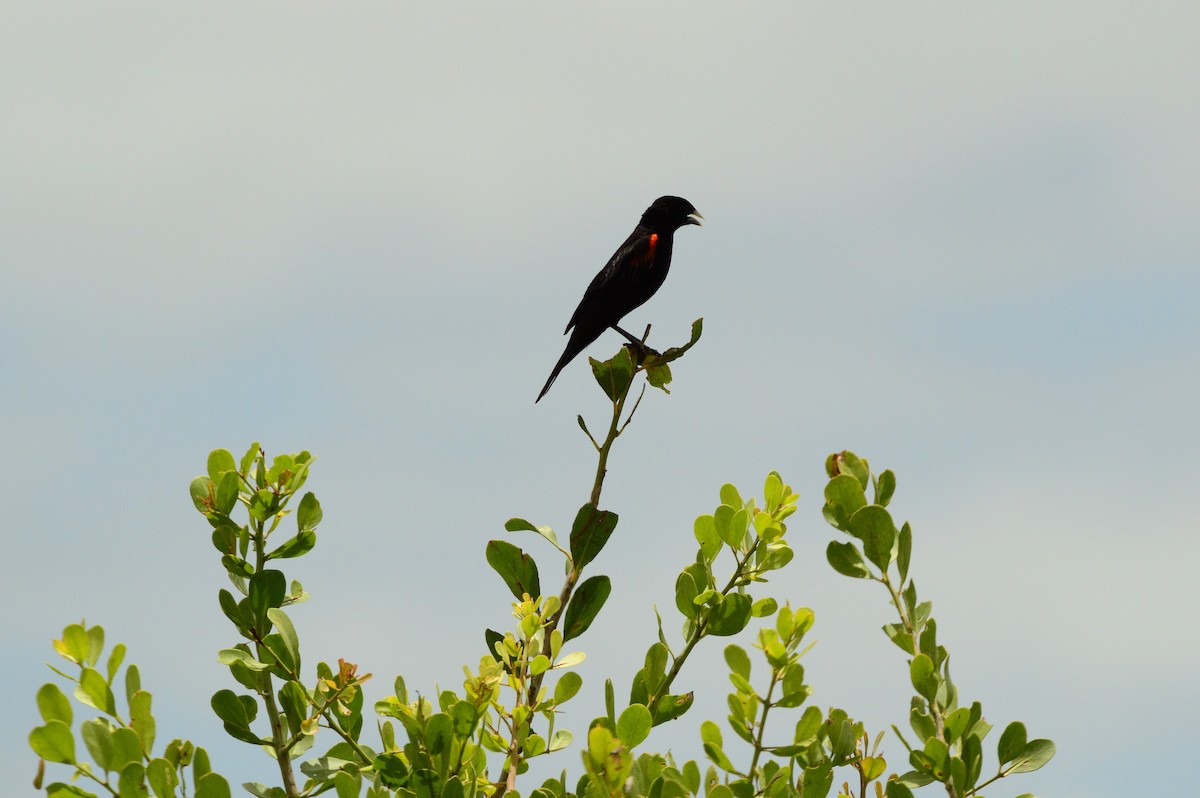 Fan-tailed Widowbird - ML623984861