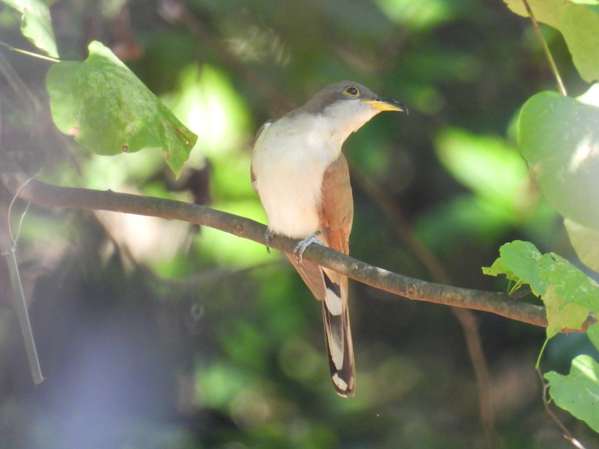 Yellow-billed Cuckoo - ML623984863