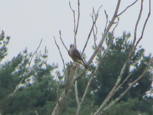 Peregrine Falcon - Michael Doyle