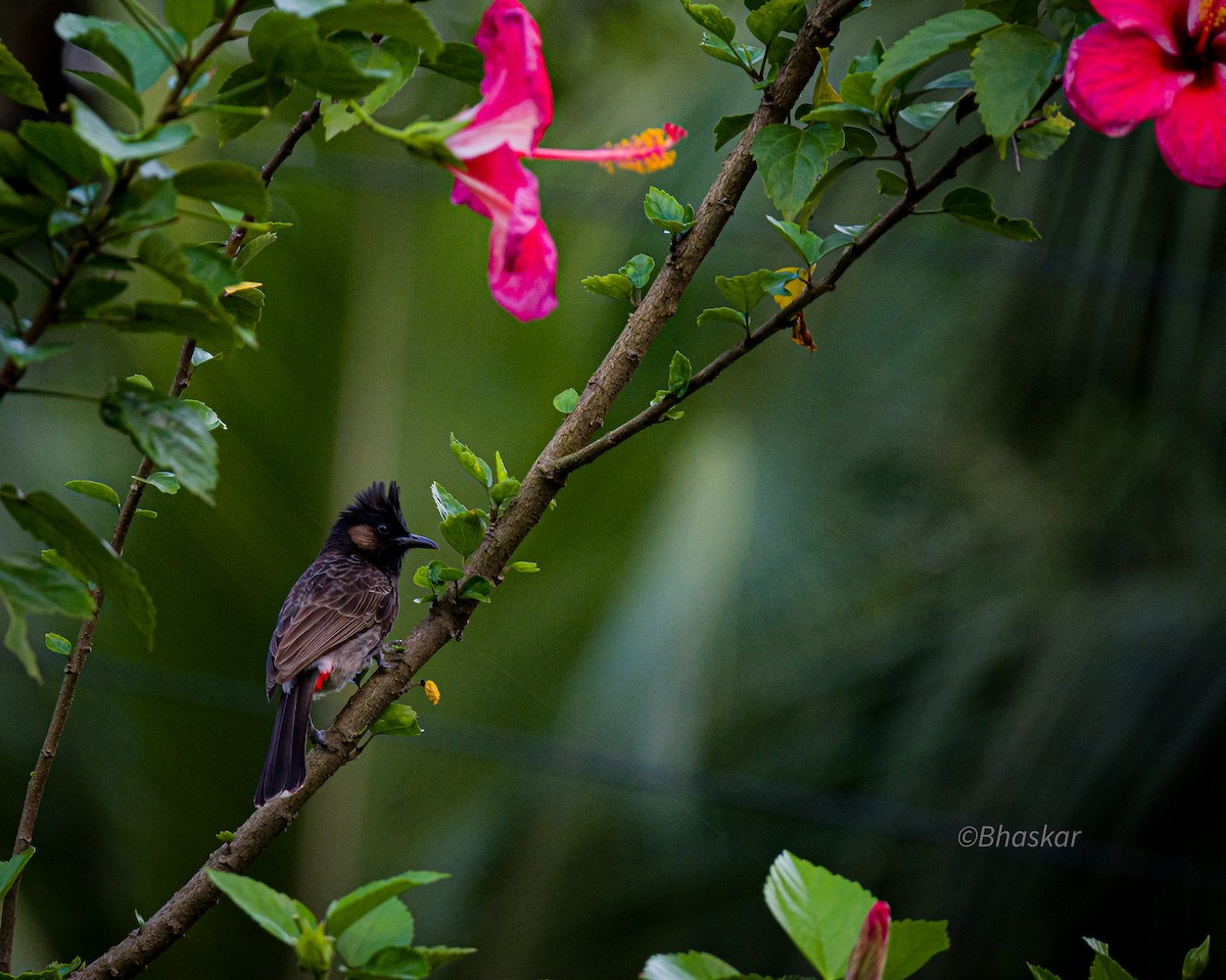 Red-vented Bulbul - ML623984913