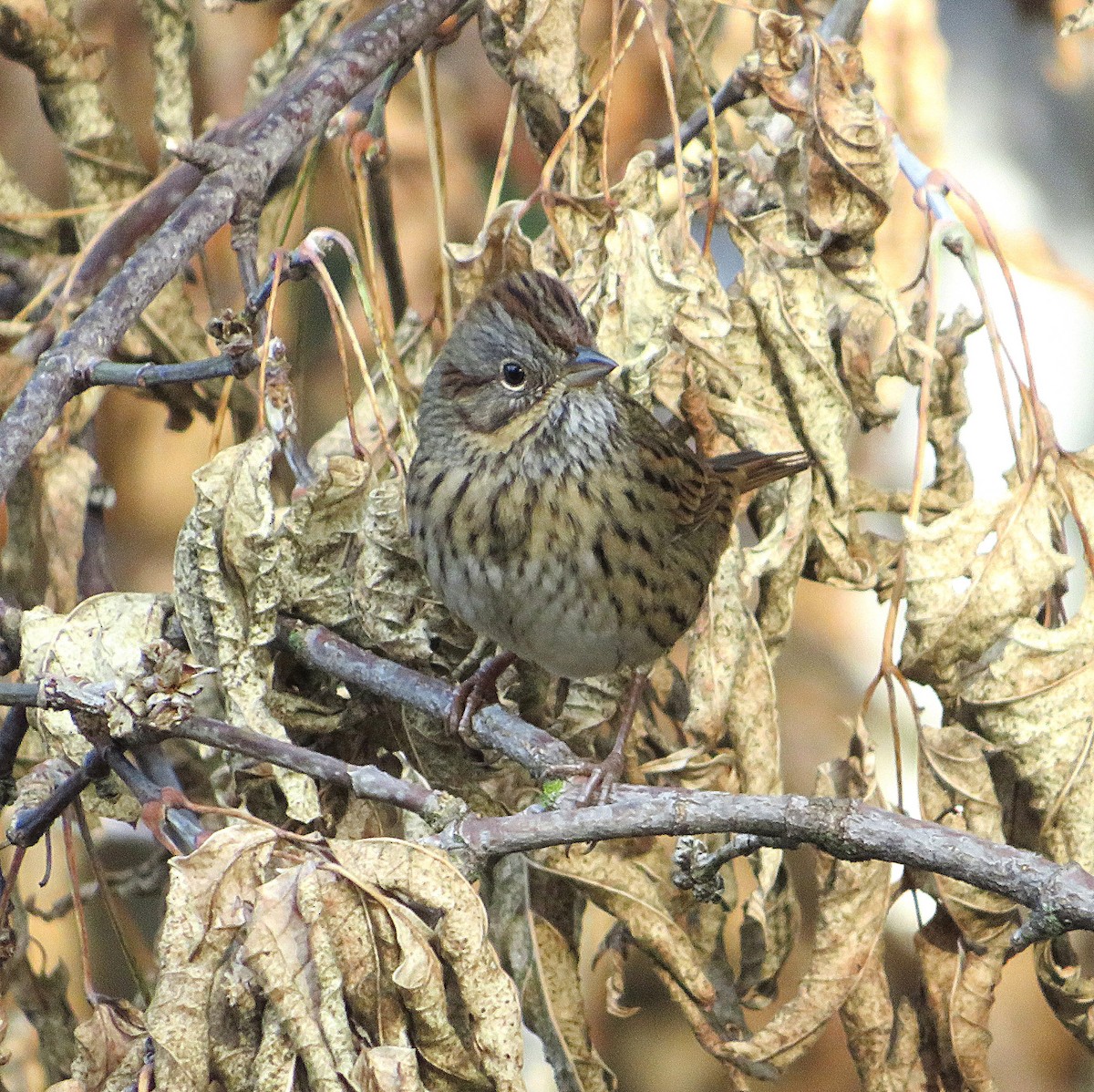 Lincoln's Sparrow - ML623984919