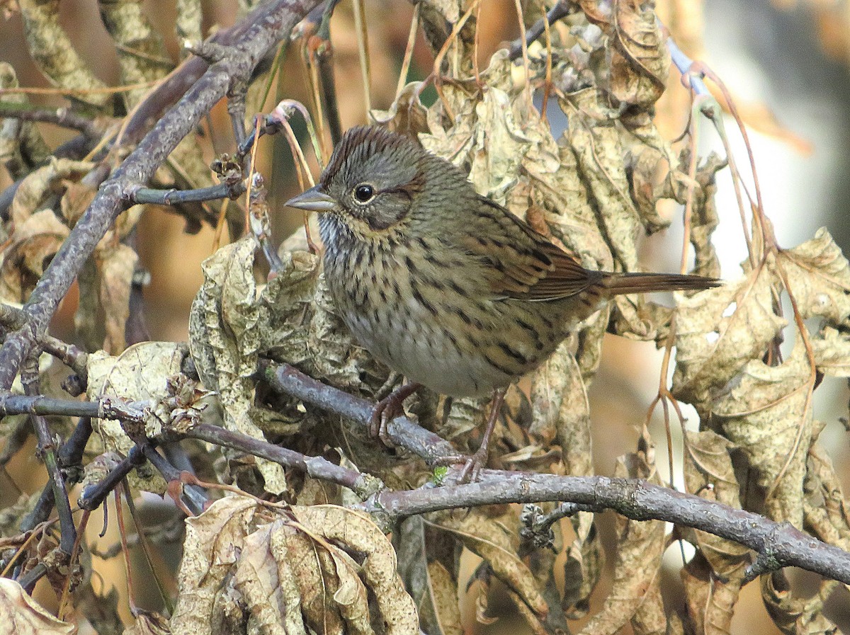 Lincoln's Sparrow - ML623984920