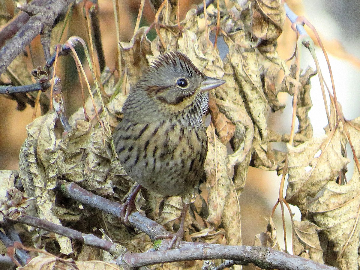 Lincoln's Sparrow - ML623984921