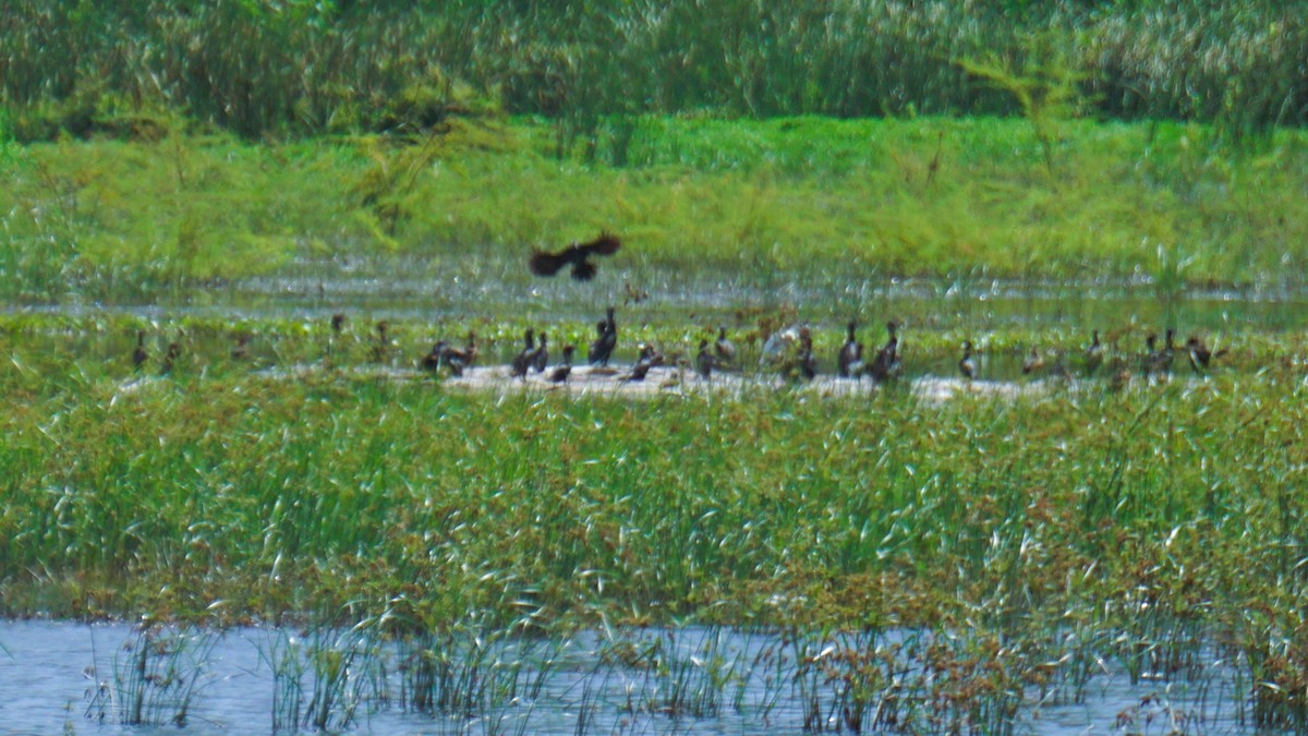 Little Cormorant - Kirubakaran Valayapathi