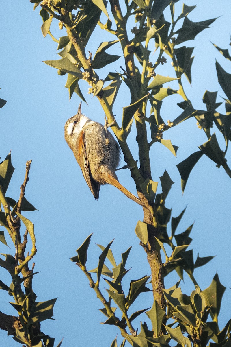 Stripe-crowned Spinetail - ML623984956