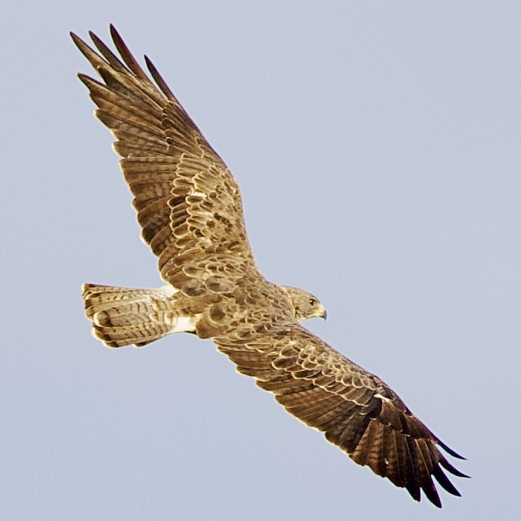 Swainson's Hawk - ML623984975