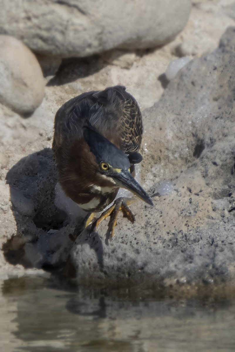 Green Heron - ML623985000