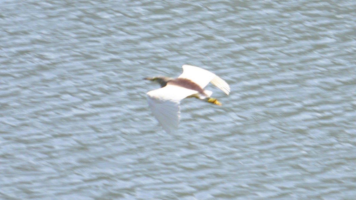 Indian Pond-Heron - Kirubakaran Valayapathi