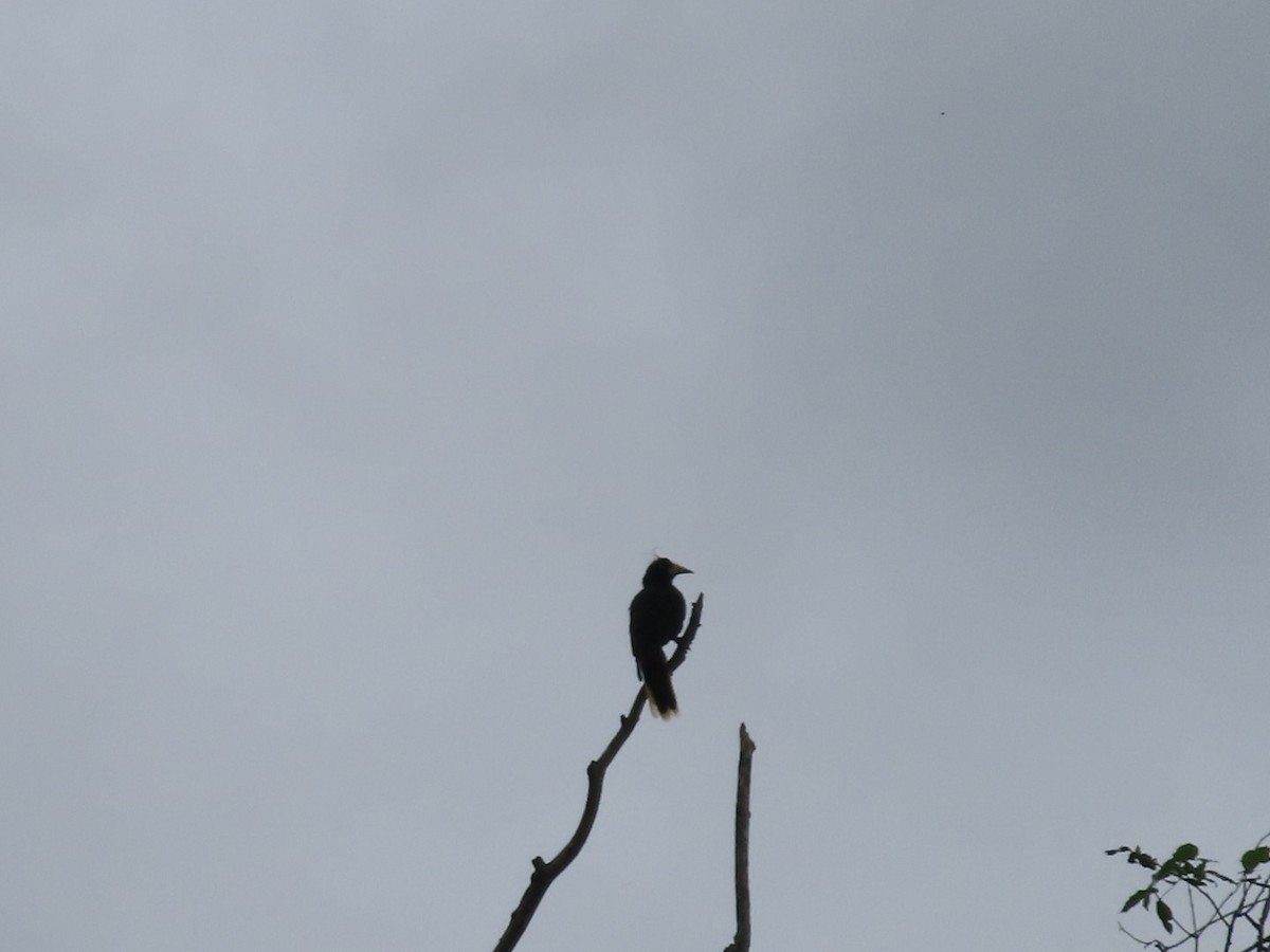 Crested Oropendola - Andres Puente