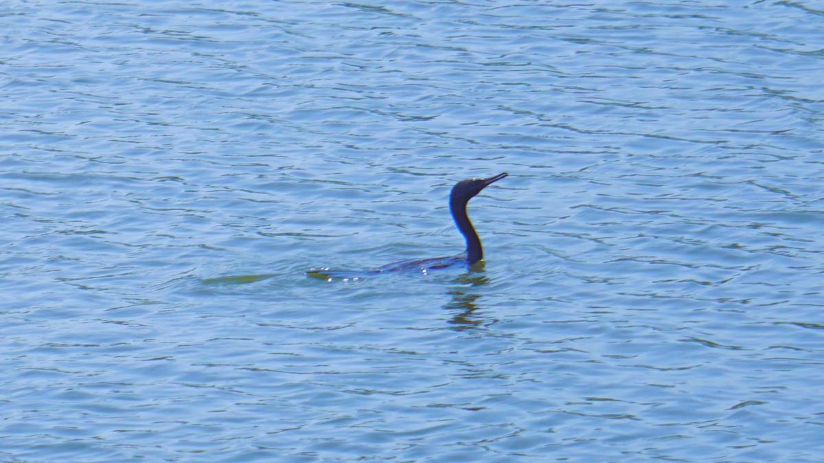 Little Cormorant - ML623985010