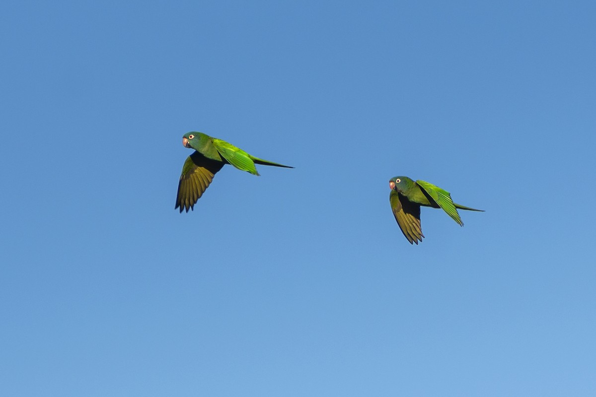 Blue-crowned Parakeet - ML623985022