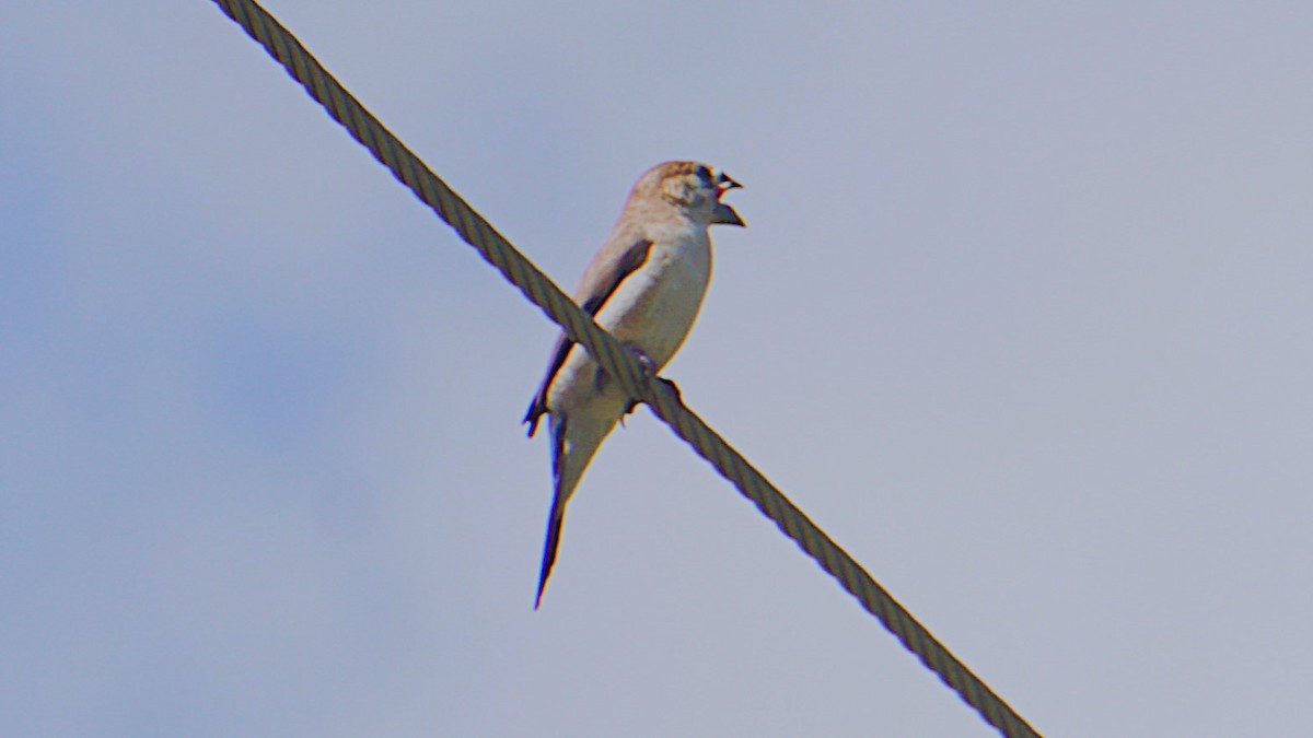 Indian Silverbill - ML623985038