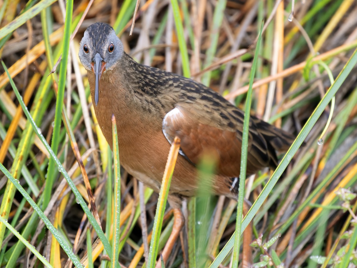 Virginia Rail - ML623985054