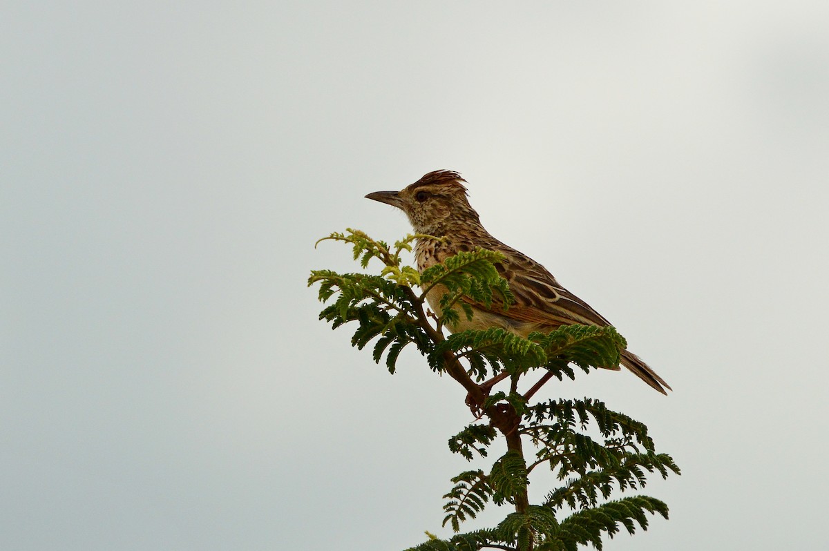 Rufous-naped Lark - ML623985058