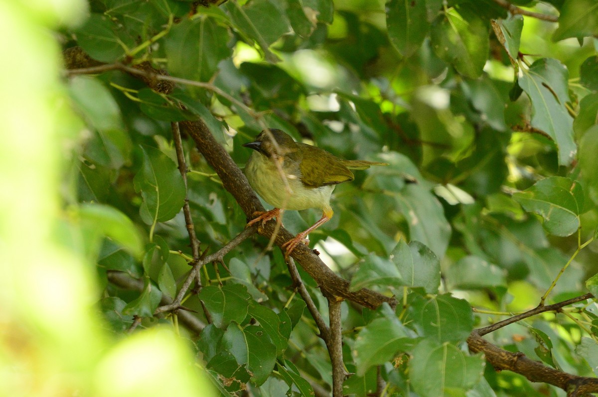 Green-backed Camaroptera (Green-backed) - René Rossouw