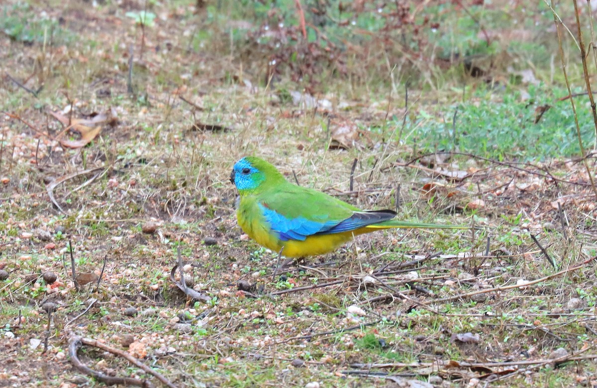 Turquoise Parrot - ML623985073