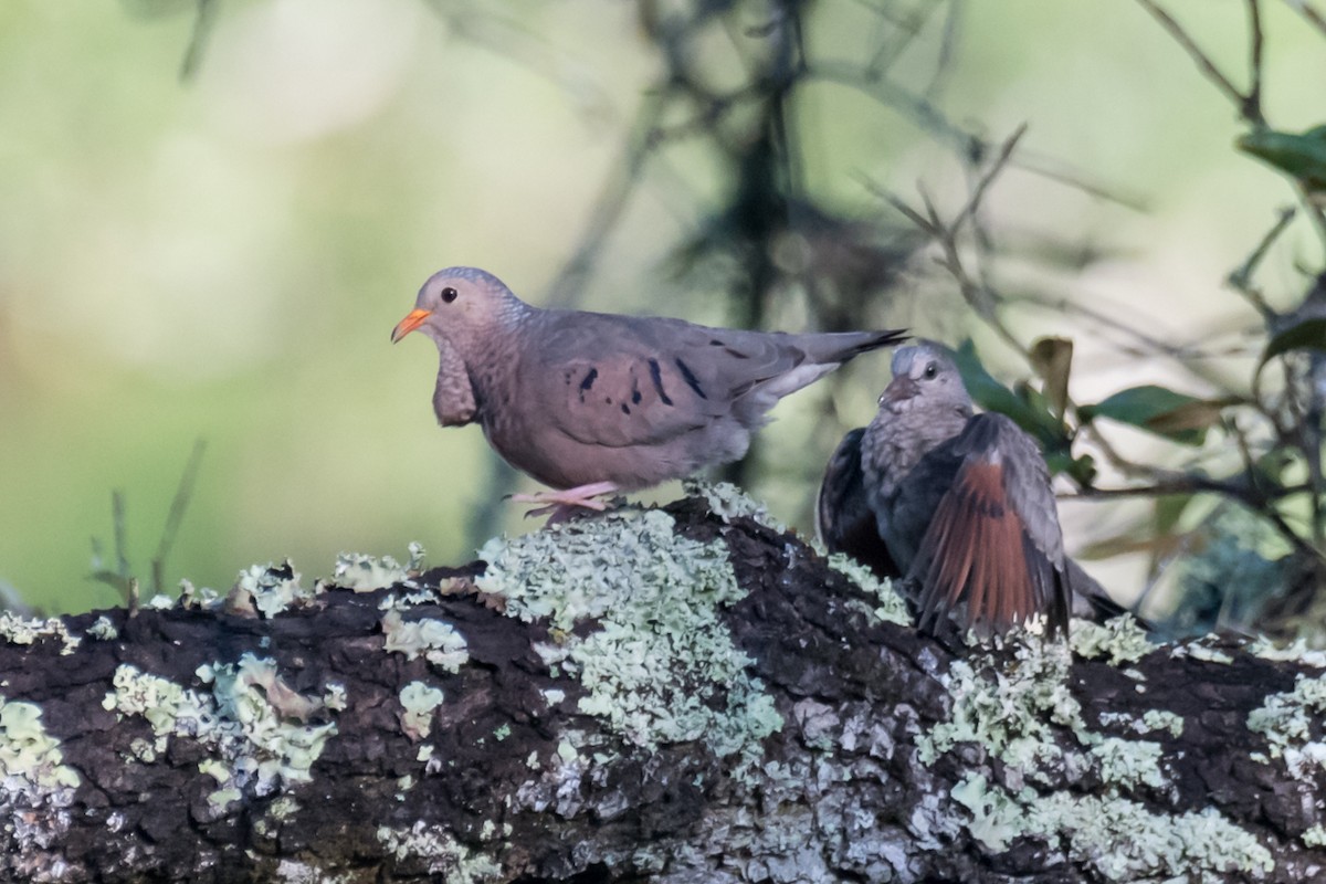 Common Ground Dove - ML623985076
