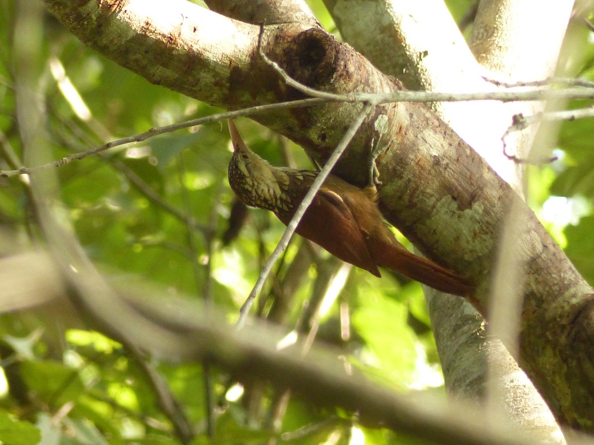 Straight-billed Woodcreeper - ML623985106