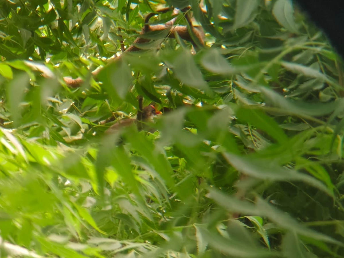 バン - ML623985112