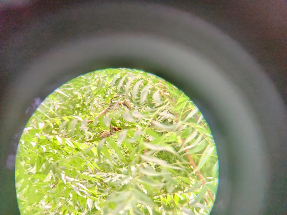 バン - ML623985113