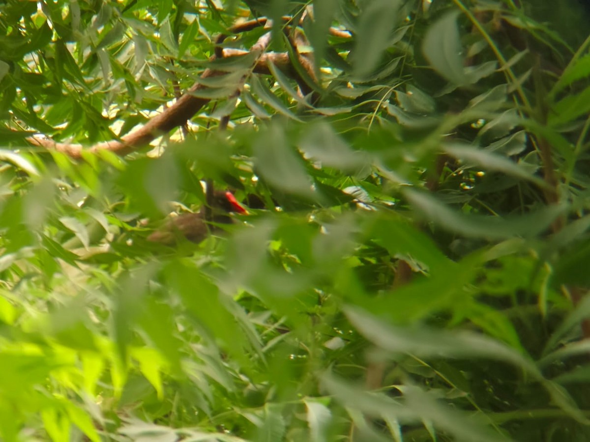 Eurasian Moorhen - Dibyendu Ash