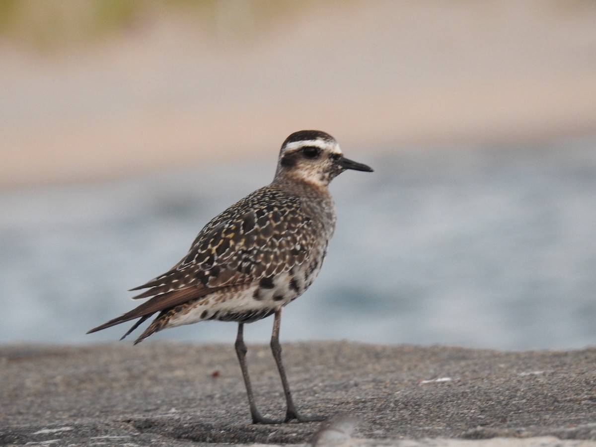 American Golden-Plover - ML623985139