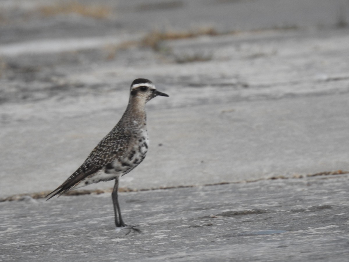 American Golden-Plover - ML623985140