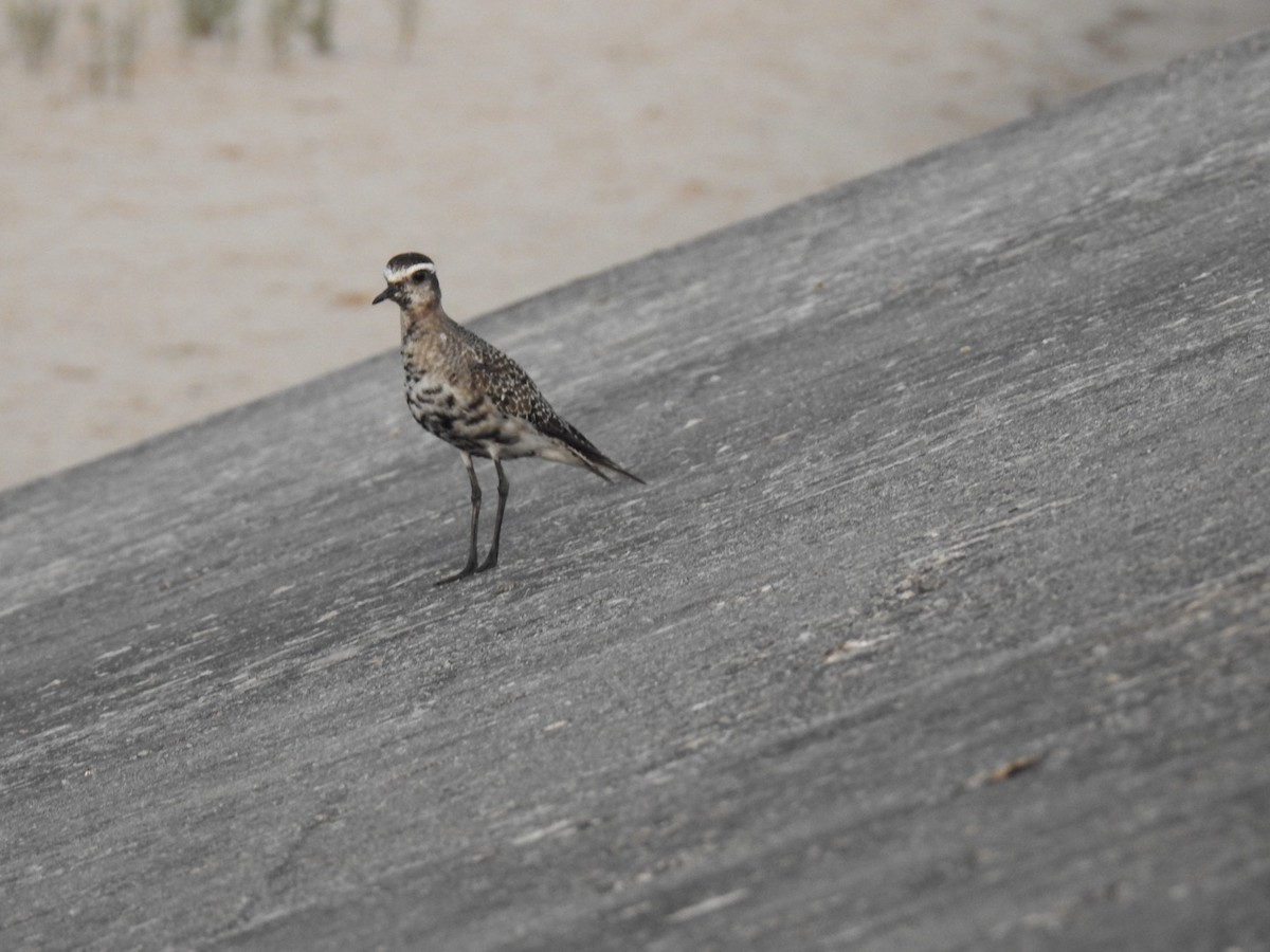 American Golden-Plover - ML623985141