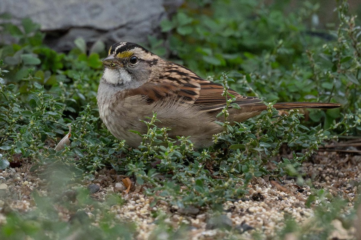 White-throated Sparrow - ML623985175