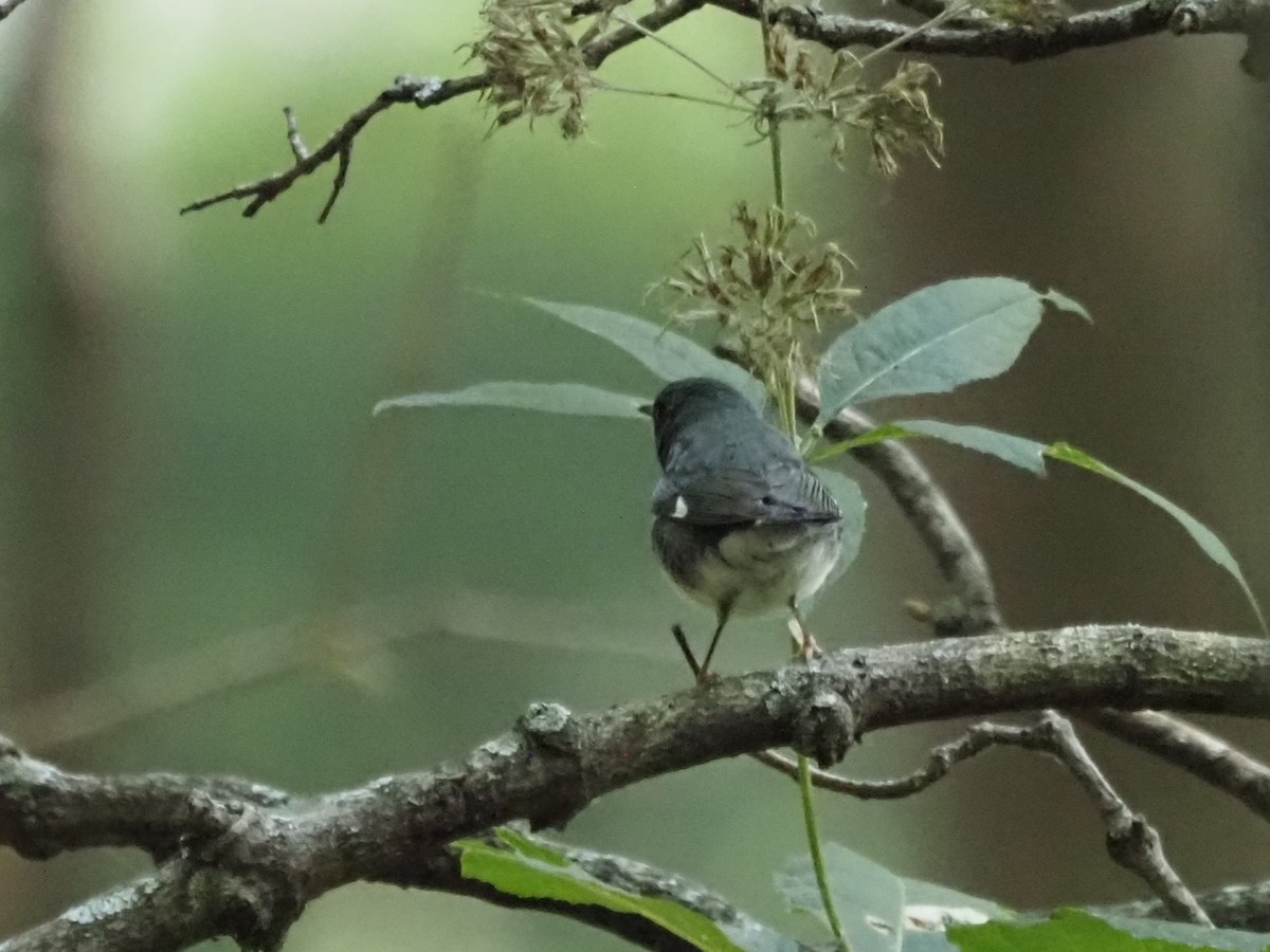 Paruline bleue - ML623985211