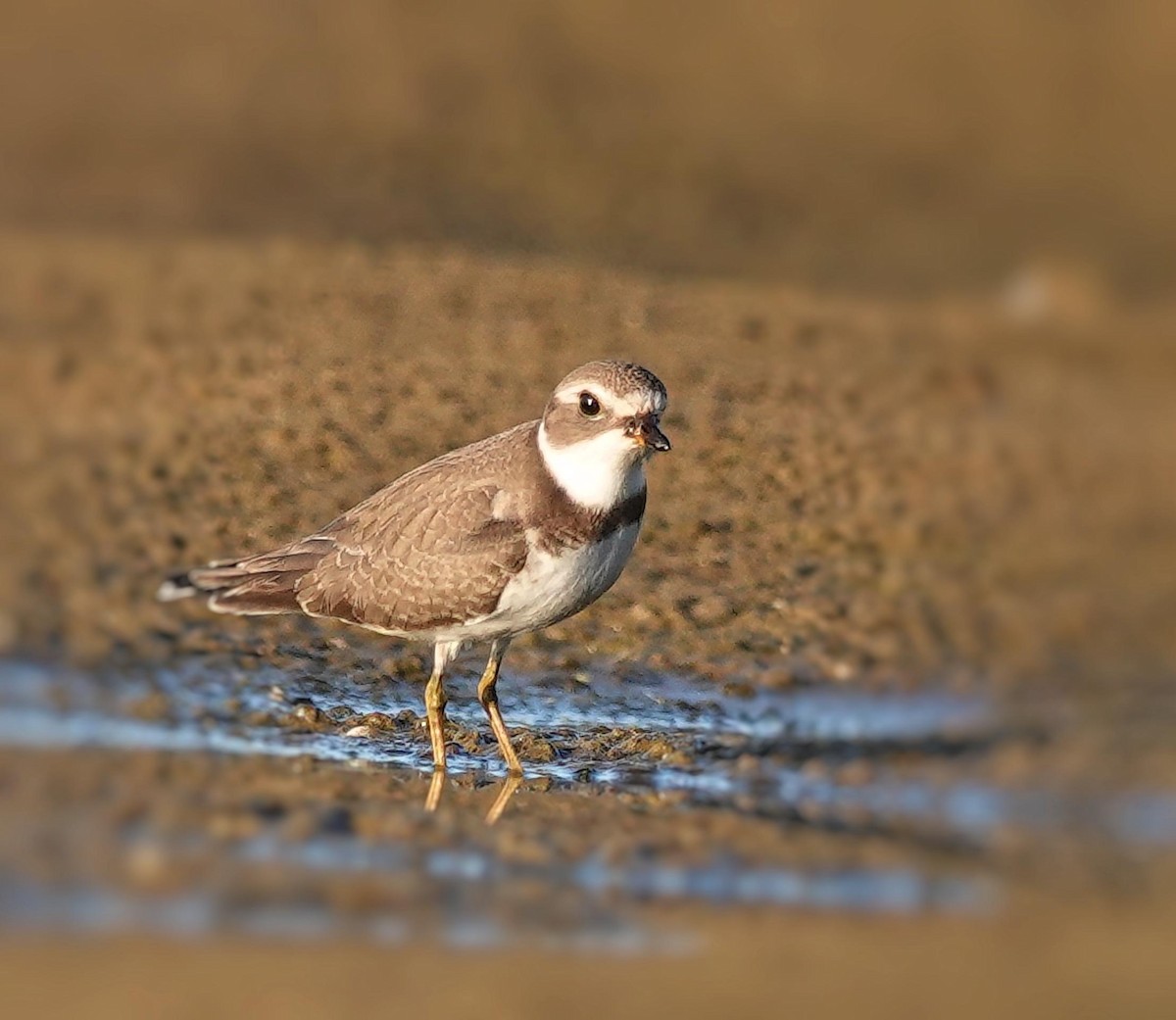 Semipalmated Plover - ML623985226