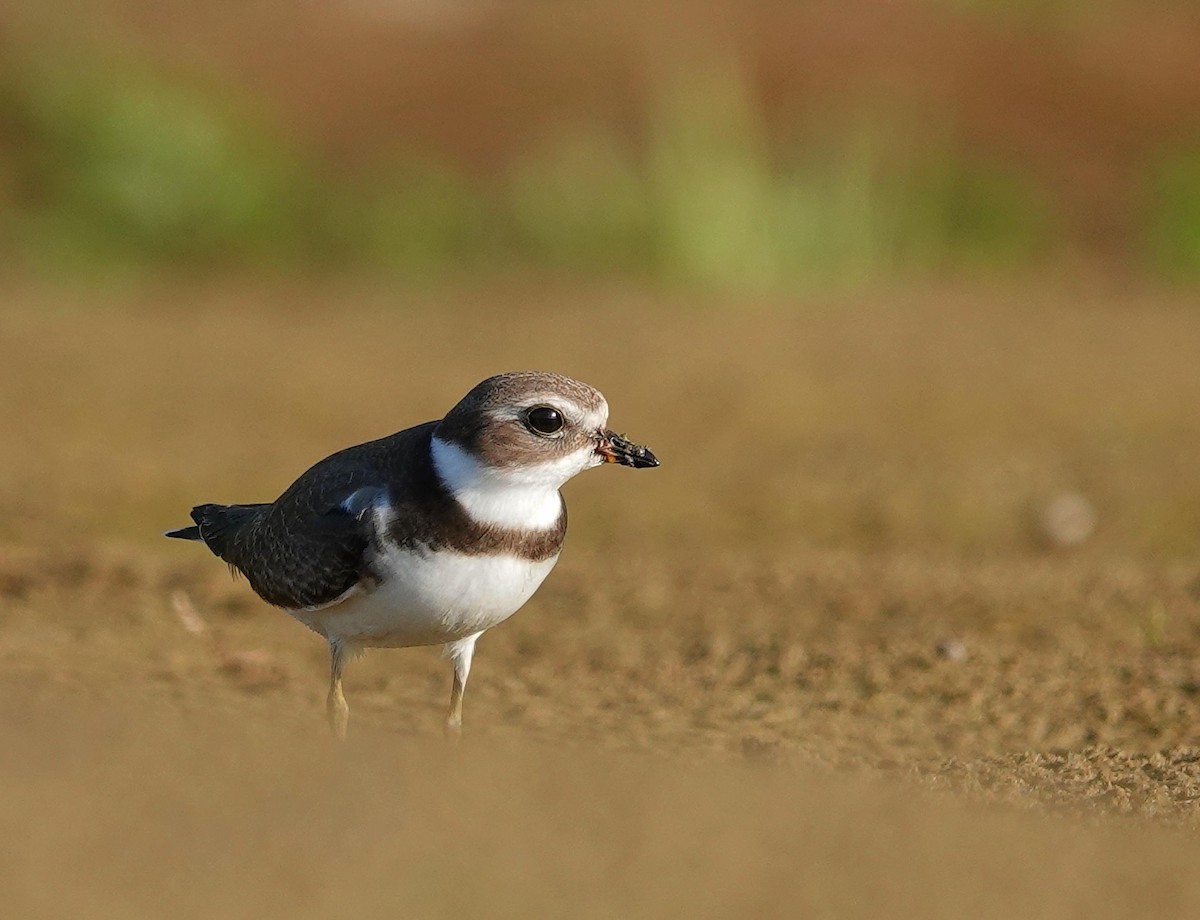 Semipalmated Plover - ML623985230