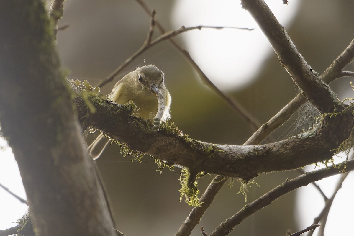 Mottle-cheeked Tyrannulet - ML623985234