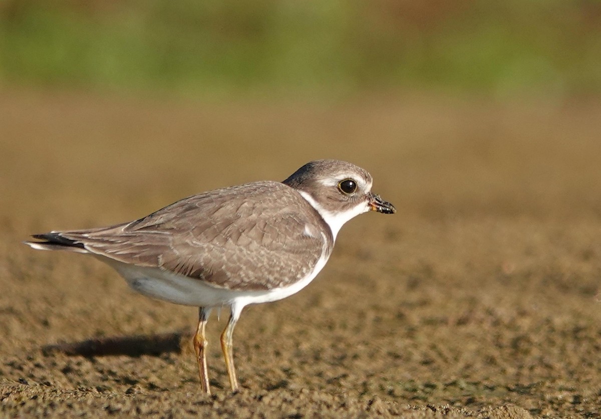 Semipalmated Plover - ML623985246