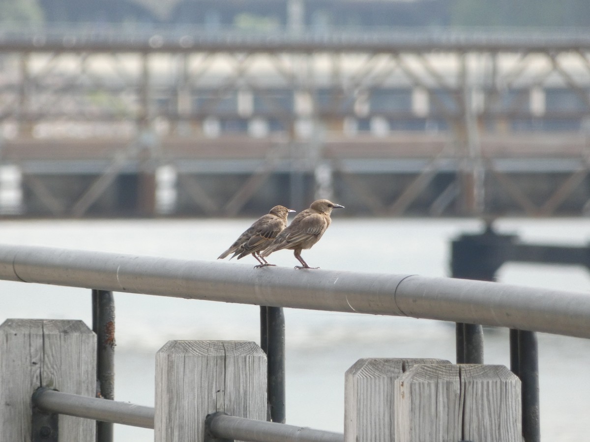 European Starling - ML623985251