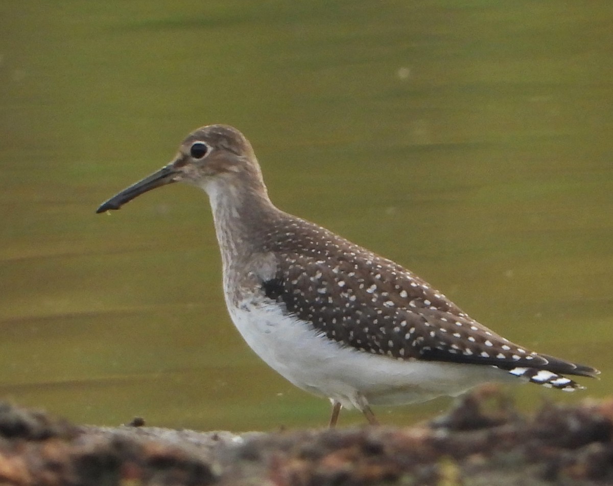 Andarríos Solitario - ML623985264