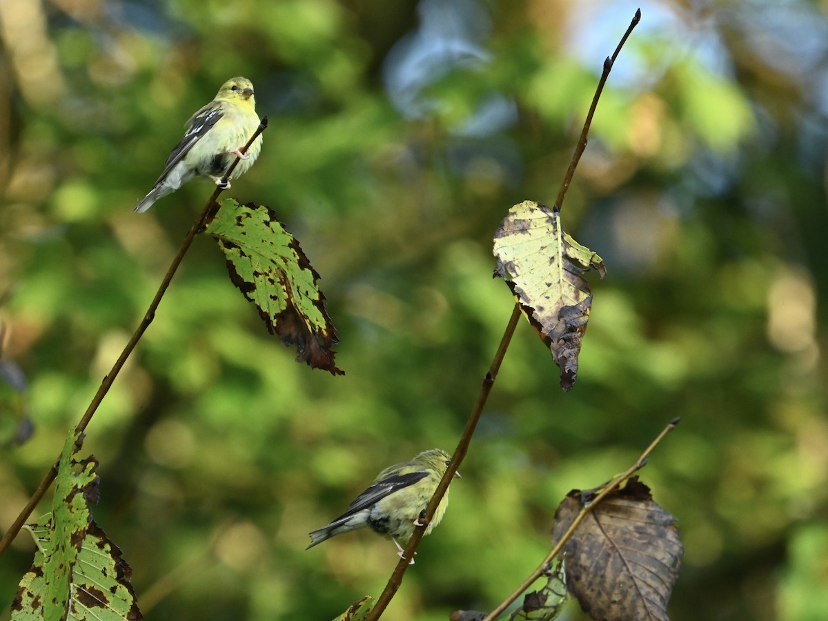 American Goldfinch - ML623985310