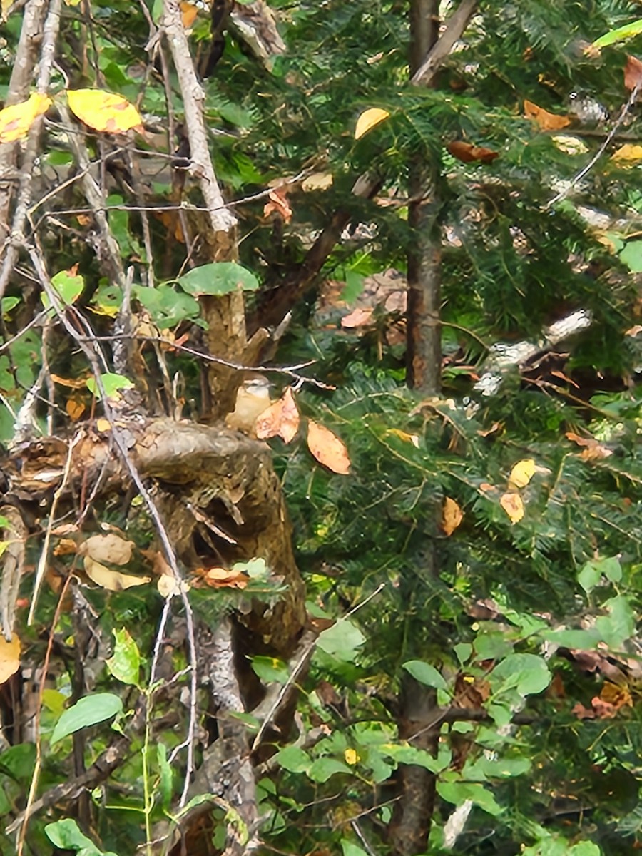 Carolina Wren - ML623985312