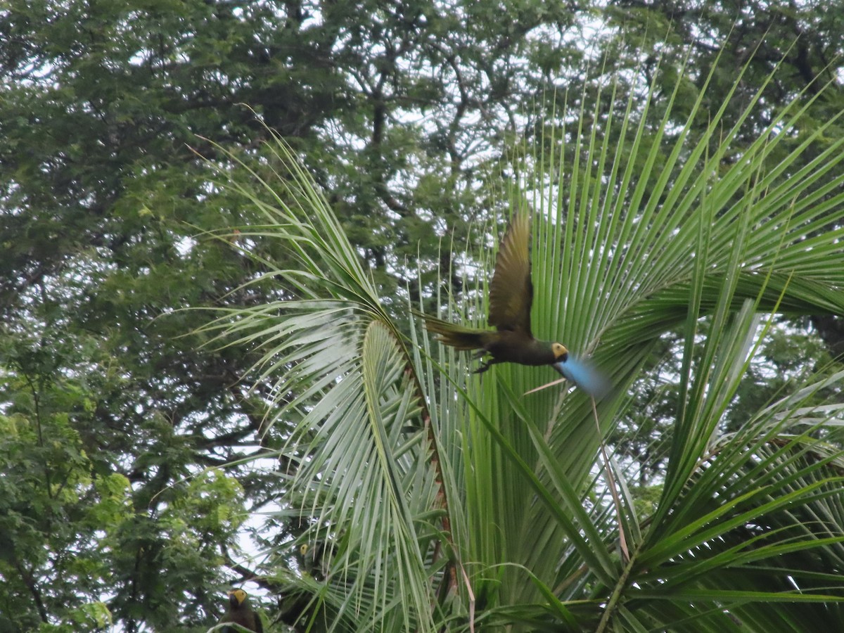 Red-bellied Macaw - Andres Puente