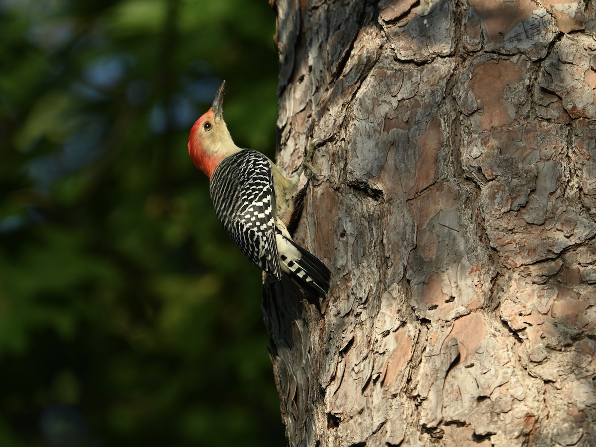 Red-bellied Woodpecker - ML623985336