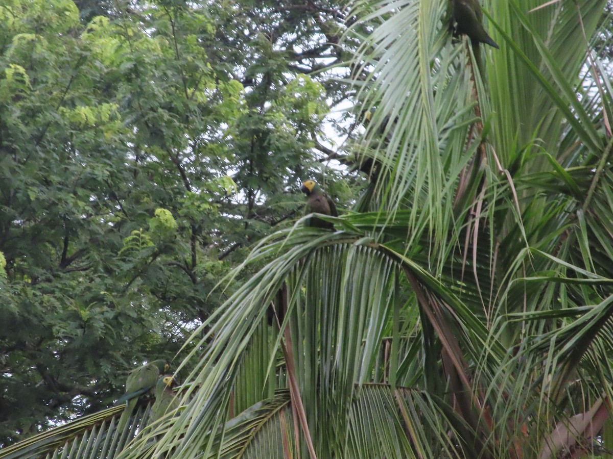 Red-bellied Macaw - Andres Puente