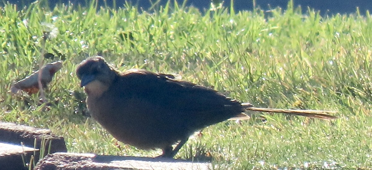 Great-tailed Grackle - ML623985340