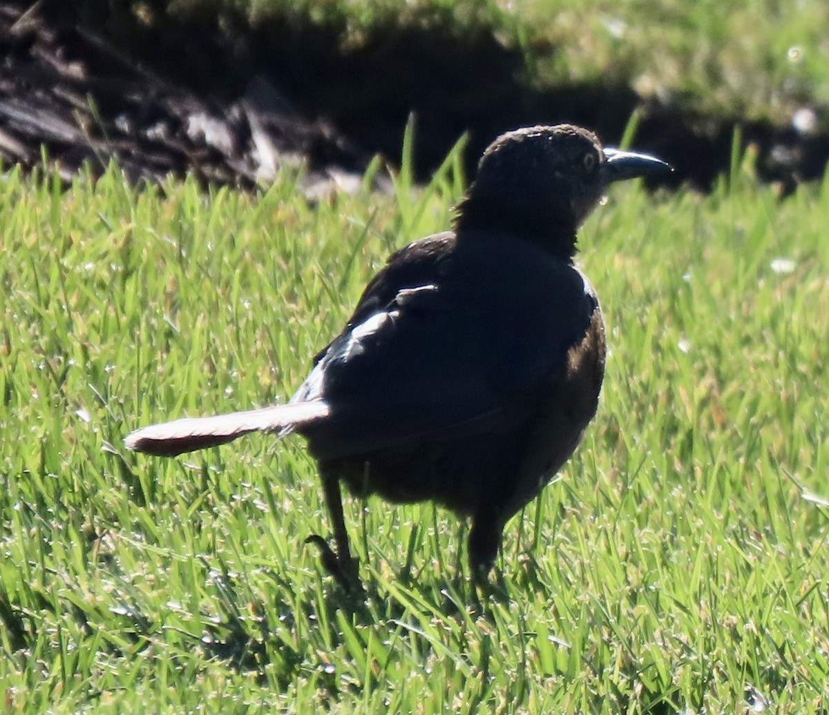 Great-tailed Grackle - ML623985341