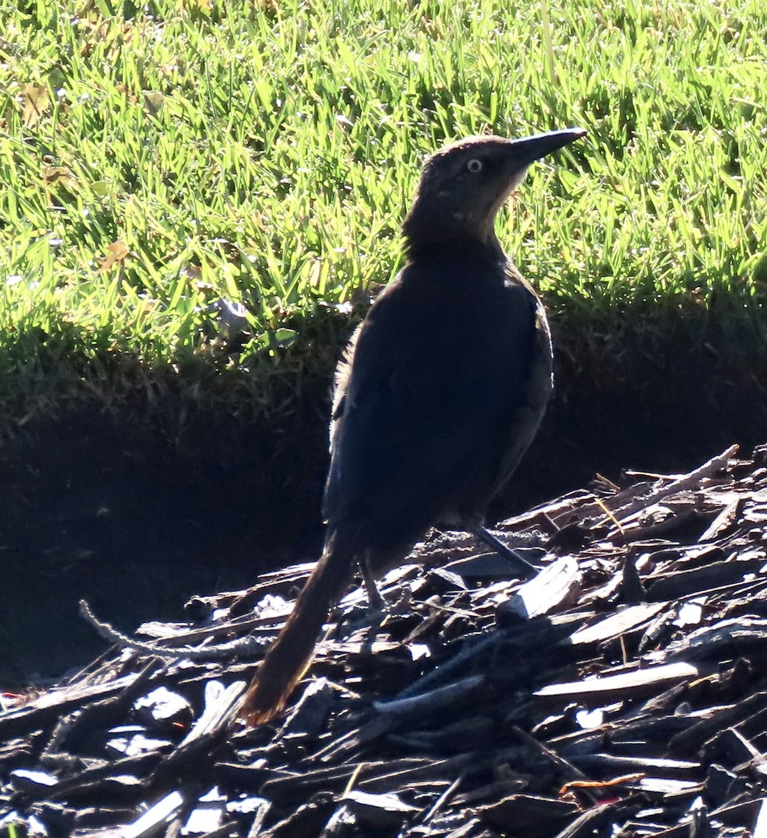 Great-tailed Grackle - ML623985342